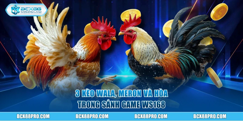 Đá Gà Trực Tiếp Thomo BCX88 Có Ngay Lãi Khủng 70 Triệu 2 3 kèo Wala, Meron và Hòa trong sảnh game WS168