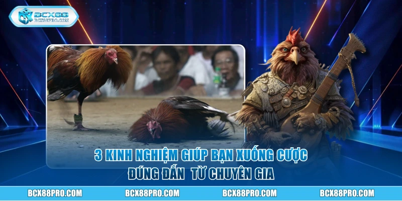 Đá Gà Campuchia Trải Nghiệm Sôi Động Như Ở Trường Gà Thật 3 3 kinh nghiệm giúp bạn xuống cược đúng đắn hơn