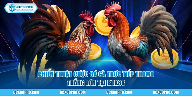 Đá Gà Trực Tiếp Thomo BCX88 Có Ngay Lãi Khủng 70 Triệu 3 Chiến thuật cược đá gà trực tiếp Thomo thắng lớn