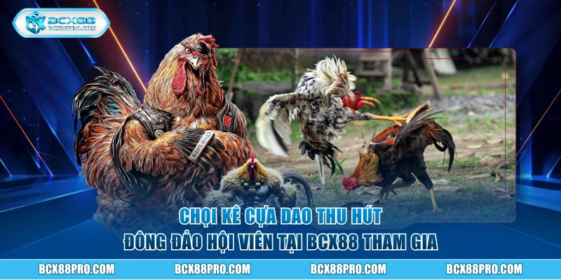 Trường Gà Savan - Cung Cấp Trận Đấu Chọi Kê Đầy Kịch Tính 3 Chọi kê cựa dao thu hút đông đảo hội viên tại BCX88 tham gia