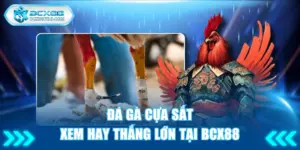 Đá gà cựa sắt
