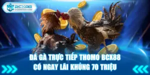 Đá gà trực tiếp Thomo