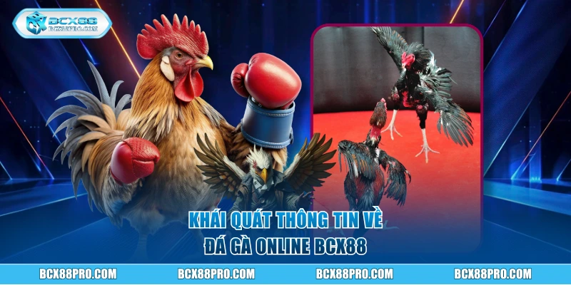Đá Gà Online - Trực Tiếp Các Trận Đấu Hàng Đầu Tại BCX88 1 Khái quát thông tin về đá gà online BCX88