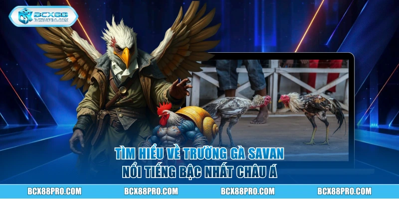 Trường Gà Savan - Cung Cấp Trận Đấu Chọi Kê Đầy Kịch Tính 1 Tìm hiểu về trường gà Savan nổi tiếng bậc nhất Châu Á
