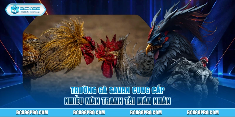 Trường Gà Savan - Cung Cấp Trận Đấu Chọi Kê Đầy Kịch Tính 2 Trường gà Savan cung cấp nhiều màn tranh tài mãn nhãn