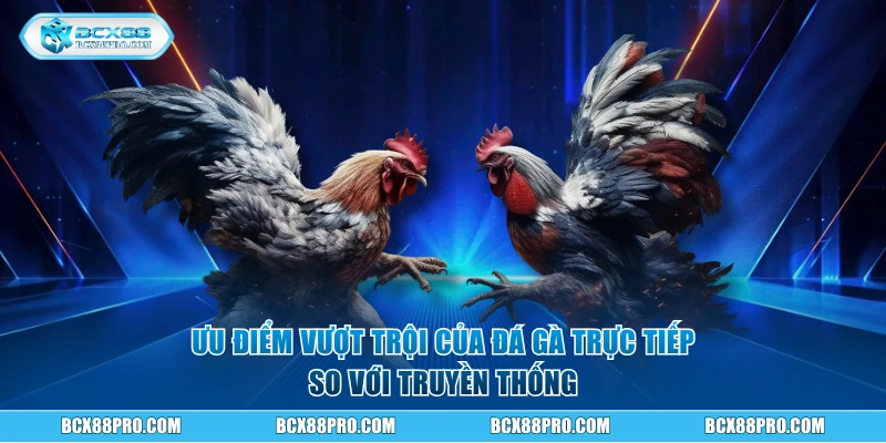 Trải Nghiệm Đá Gà Trực Tiếp BCX88 Với 100 Trận Mỗi Ngày 2 Ưu điểm vượt trội của đá gà trực tiếp so với truyền thống